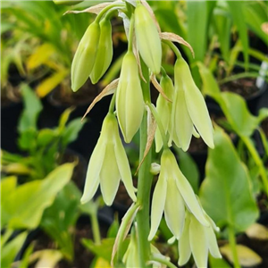 Galtonia Candicans 'Viridiflora'